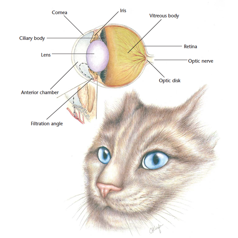 Hills Pet Nutrition VetCheck Cat Eye Anatomical Diagram