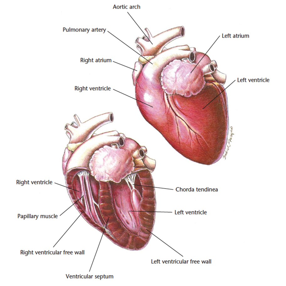 VetCheck Cat Heart Anatomy