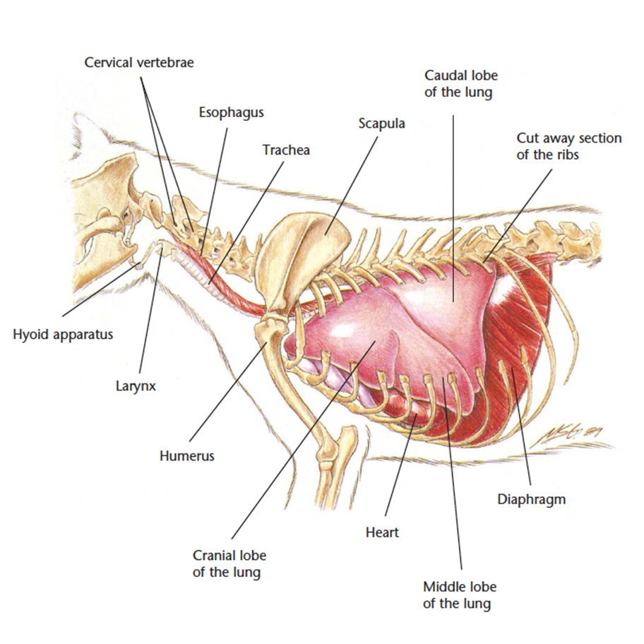 VetCheck Cat Thorax illustration