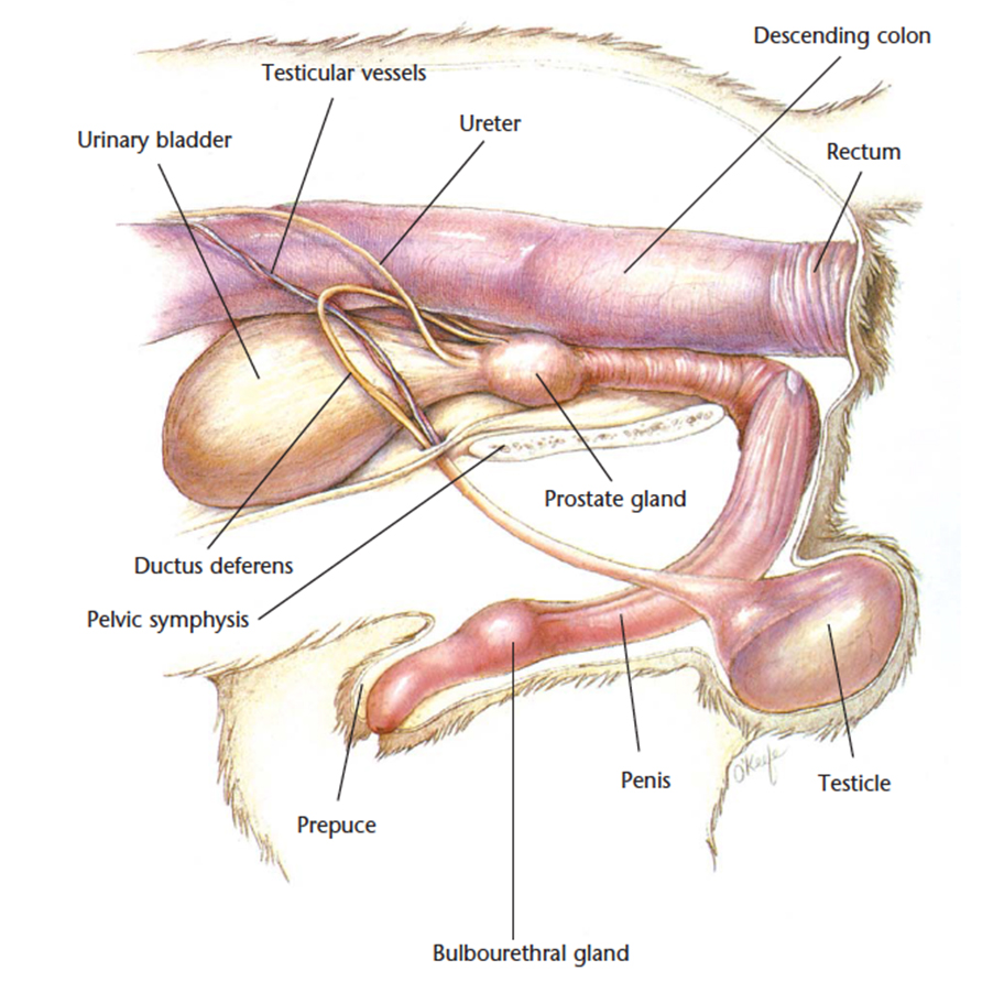VetCheck Cat Urogenital illustration - bladder, ureter, rectum, colon