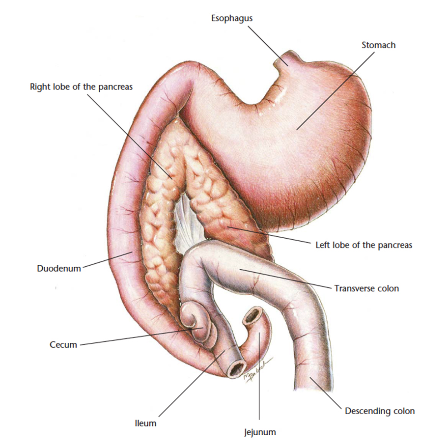 VetCheck Dog Pancreas Illustration