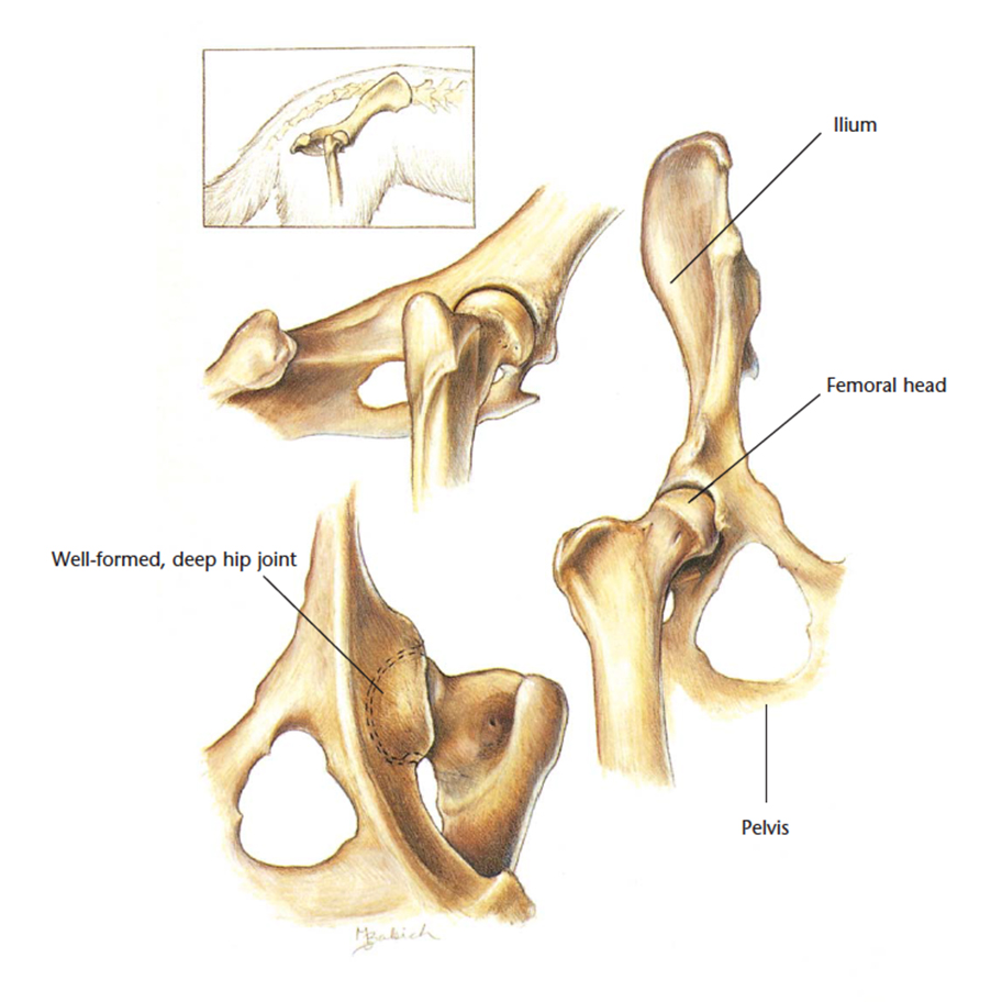 dog pelvis anatomy