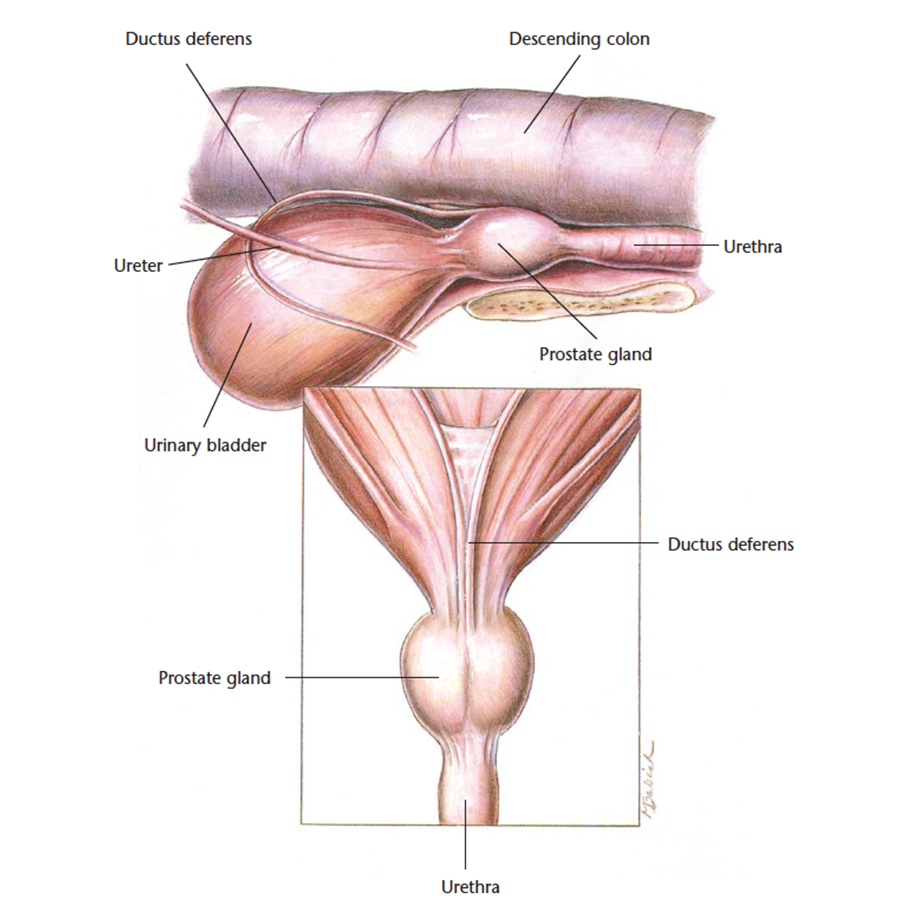 VetCheck Prostate illustration