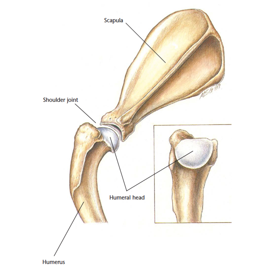 VetCheck Dog Shoulder Illustration