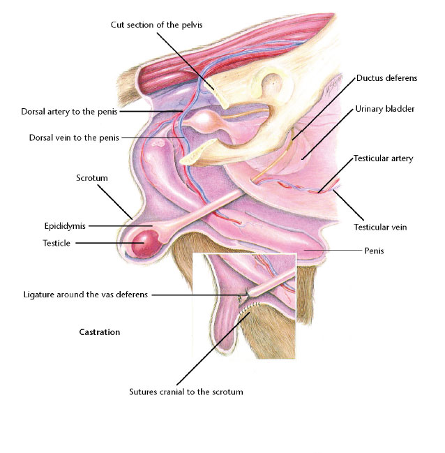 VetCheck Dog Male Genitalia Illustration