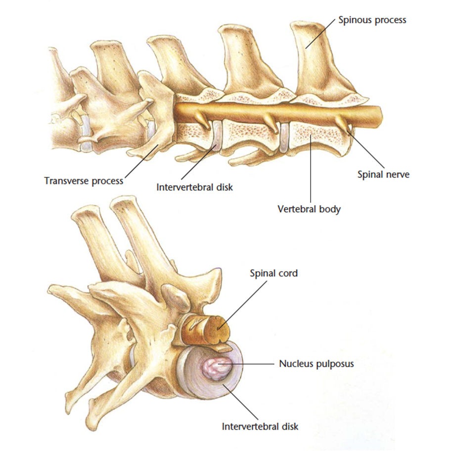 VetCheck Dog Nervous System and Spinal Cord Illustration