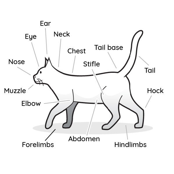 VetCheck Cat Anatomy Illustration