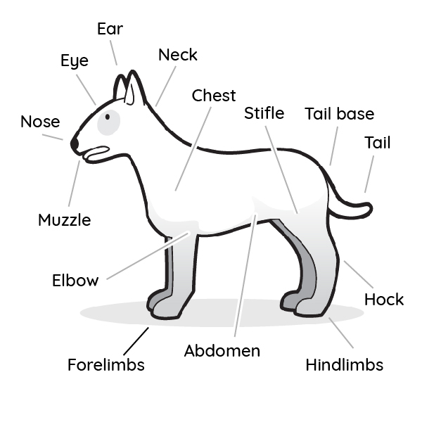 VetCheck Dog Anatomy Illustration