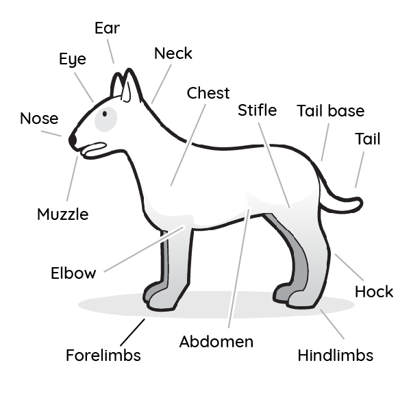 Greyhound Anatomy Chart