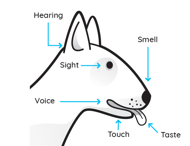 VetCheck Dog Head with annotated pet senses illustration